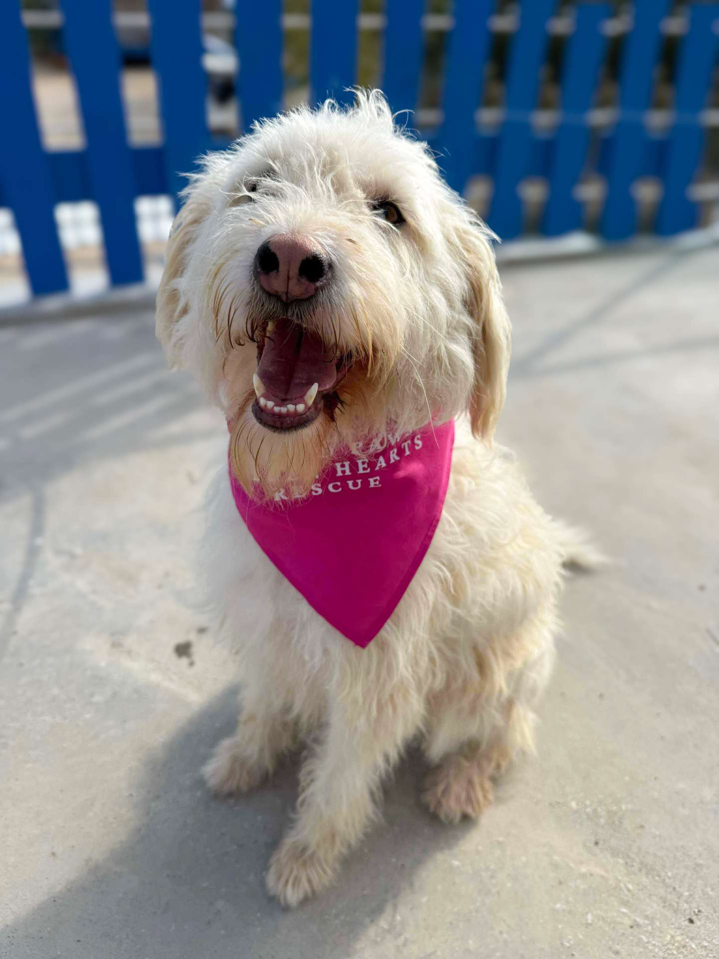 *ADOPTED* <br> Lulu  