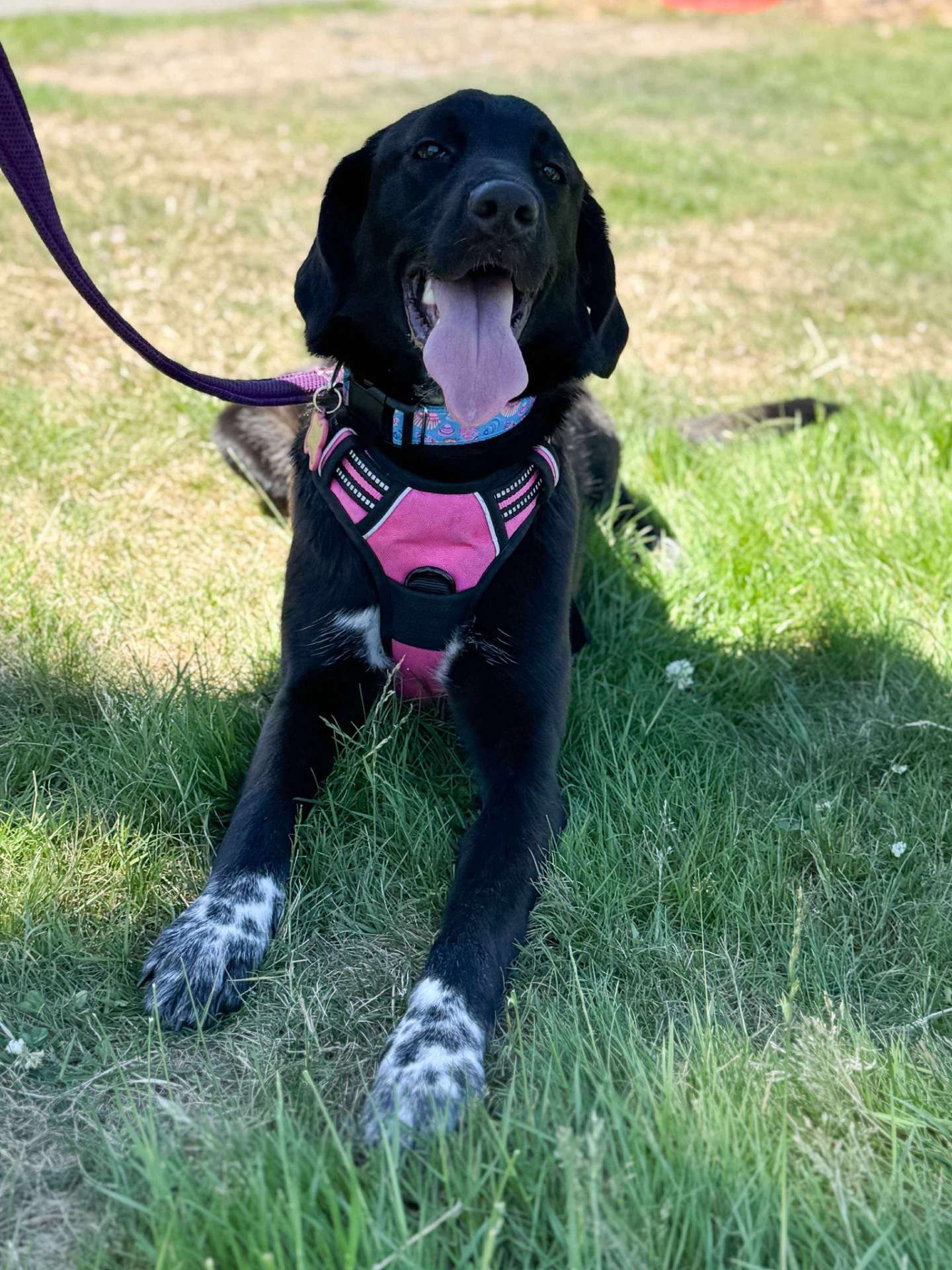 Gracie 