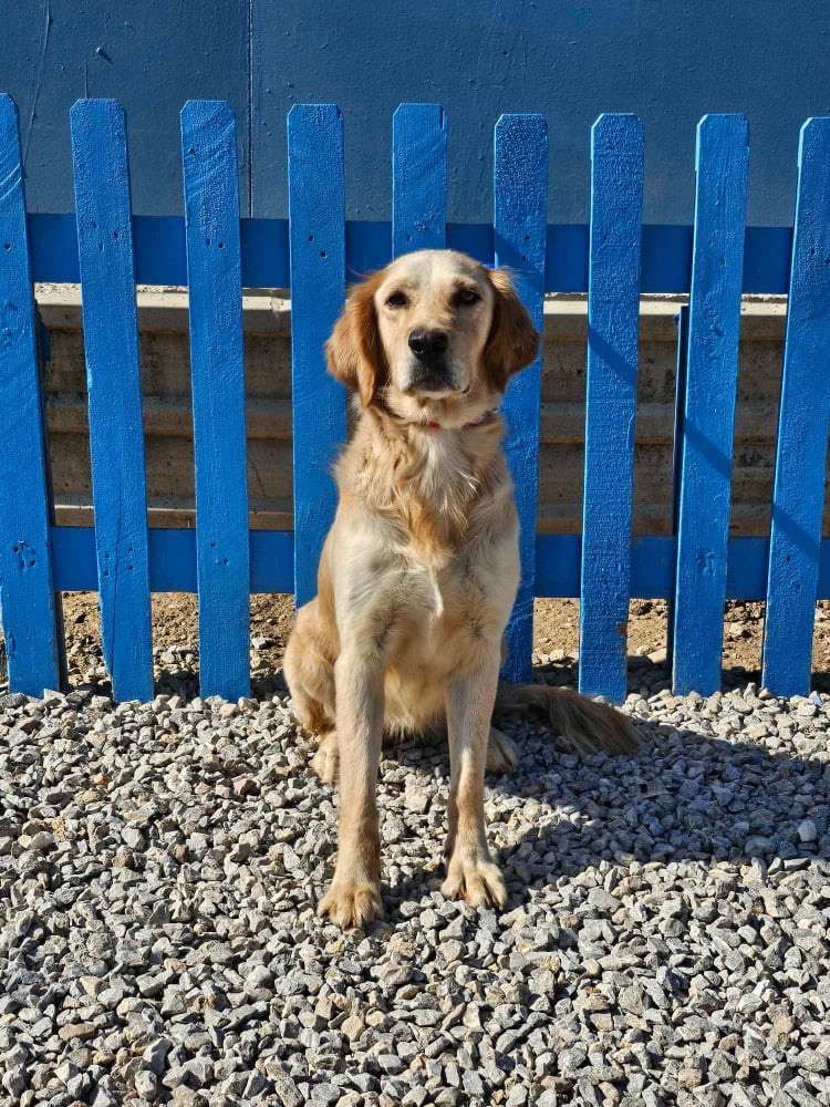 *ADOPTED* <br> Abigail  