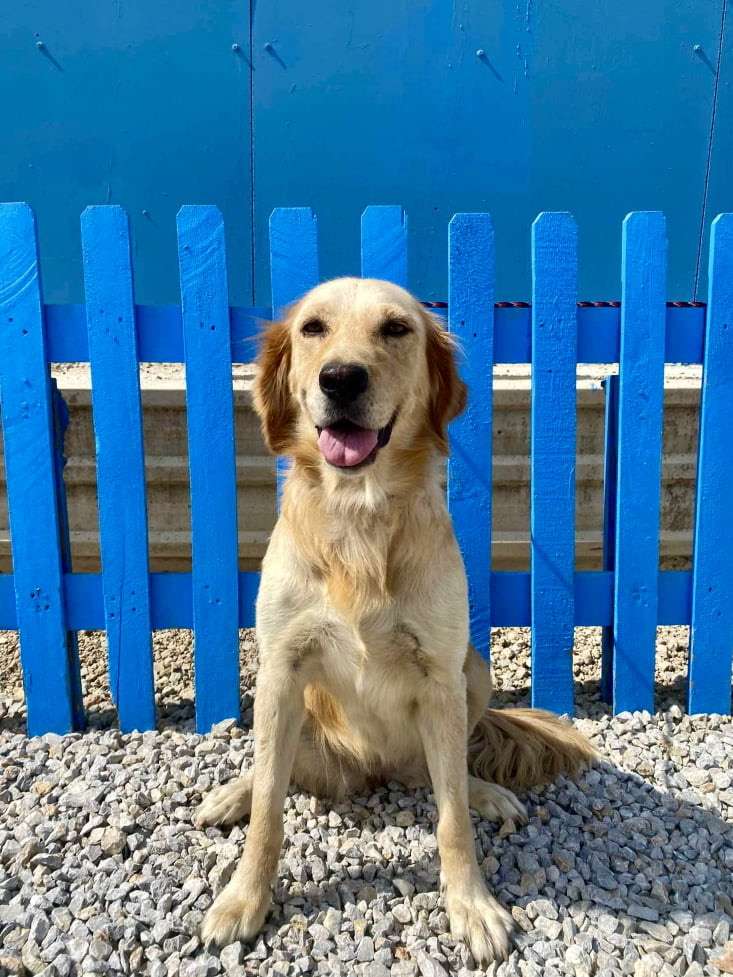 *ADOPTED* <br> Abigail  