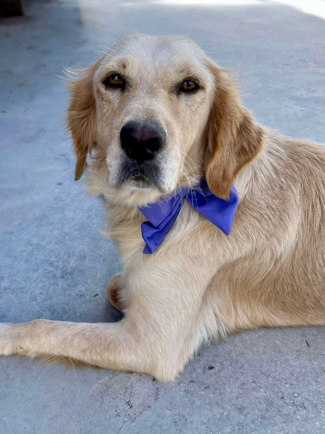 *ADOPTED* <br> Abigail  