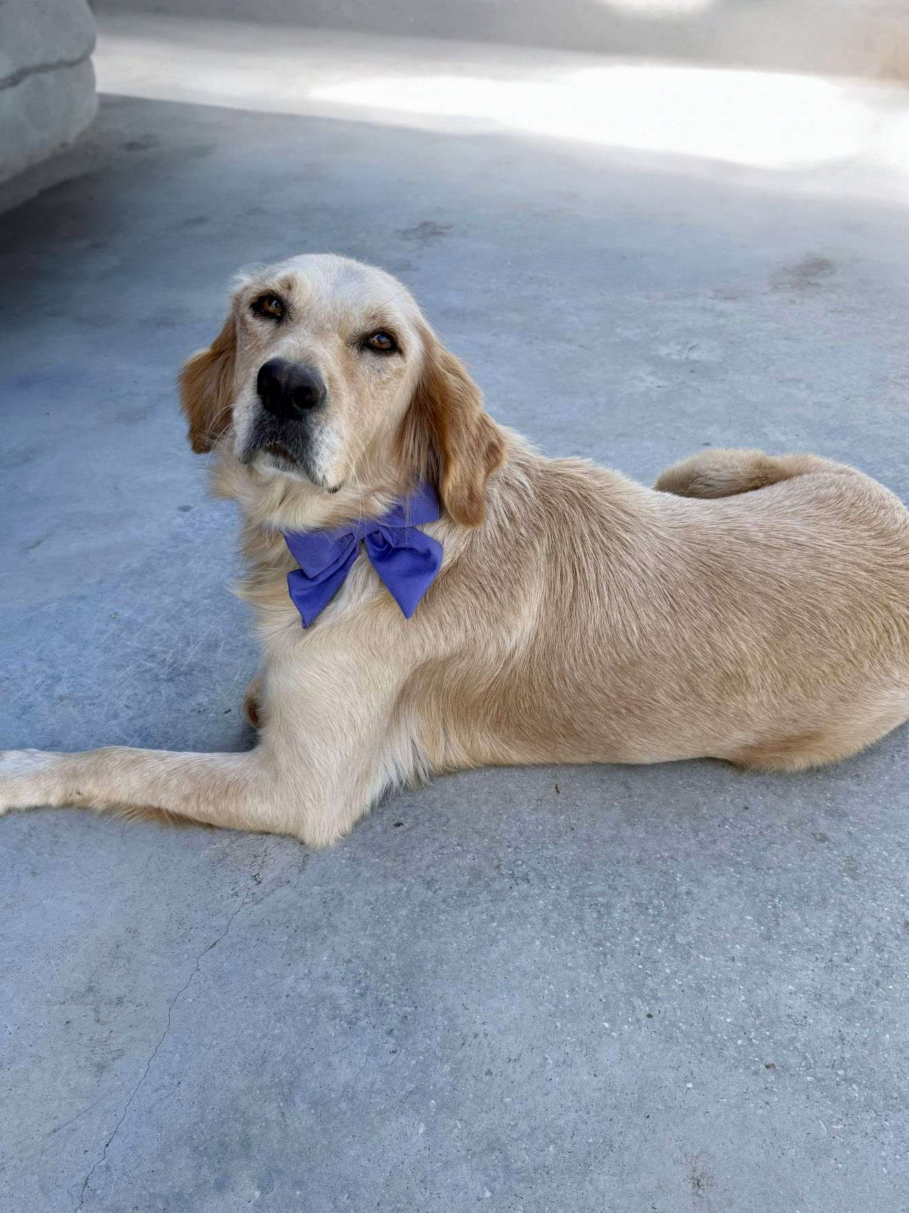 *ADOPTED* <br> Abigail  