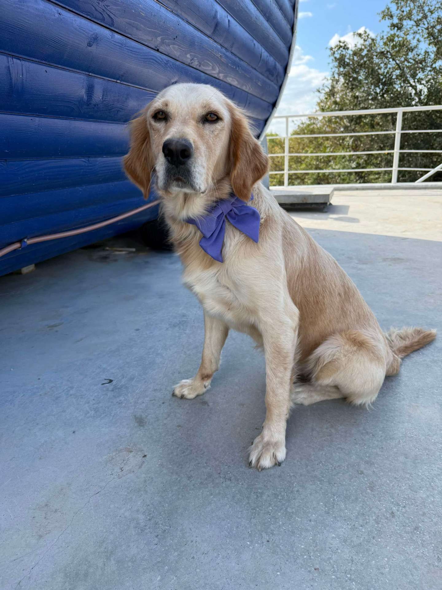 *ADOPTED* <br> Abigail  