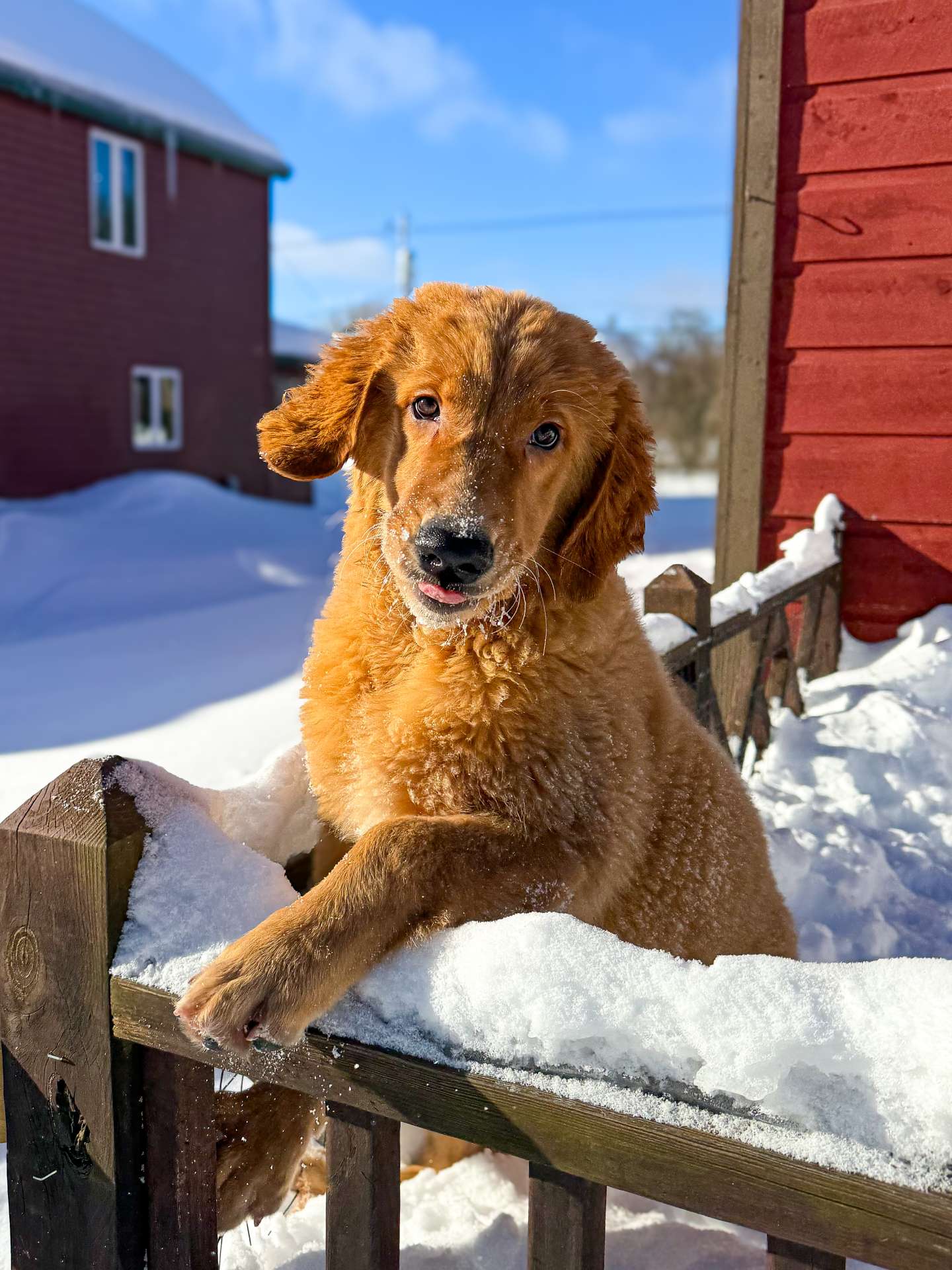 Watson 