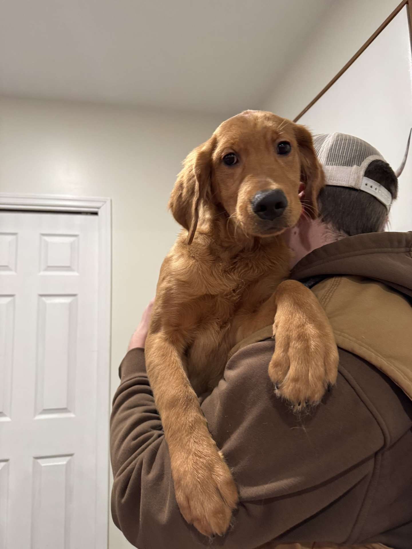 *ADOPTED* <br> Holmes 
