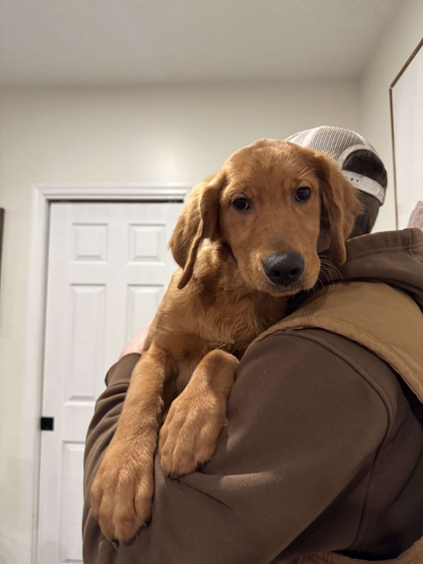 *ADOPTED* <br> Holmes 