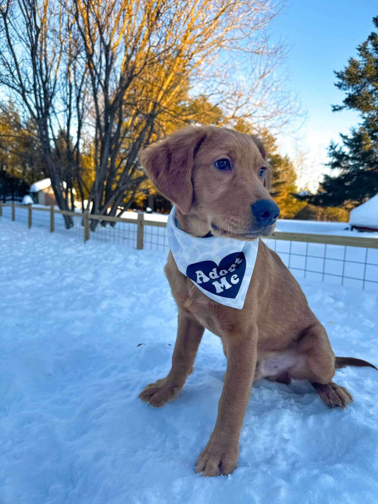 *ADOPTED* <br> Holmes 