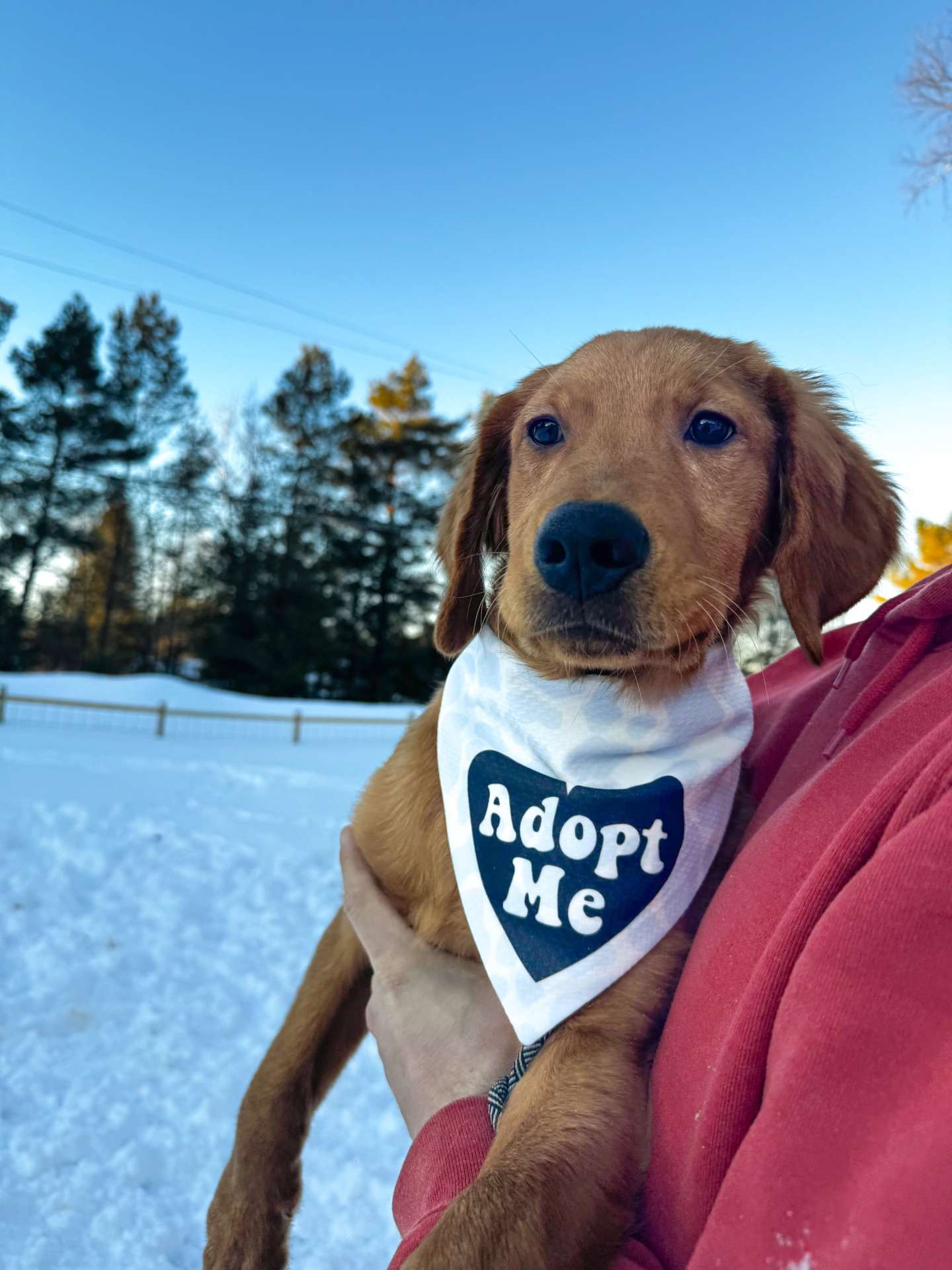 *ADOPTED* <br> Holmes 