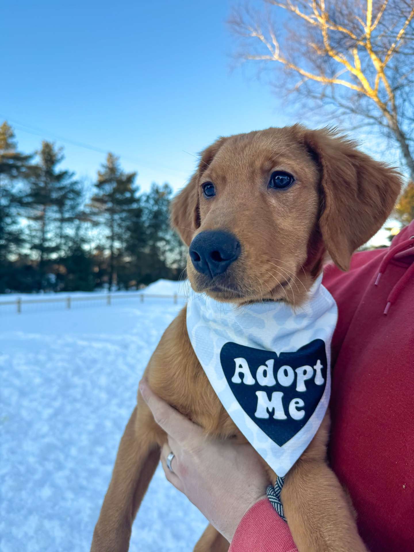 *ADOPTED* <br> Holmes 