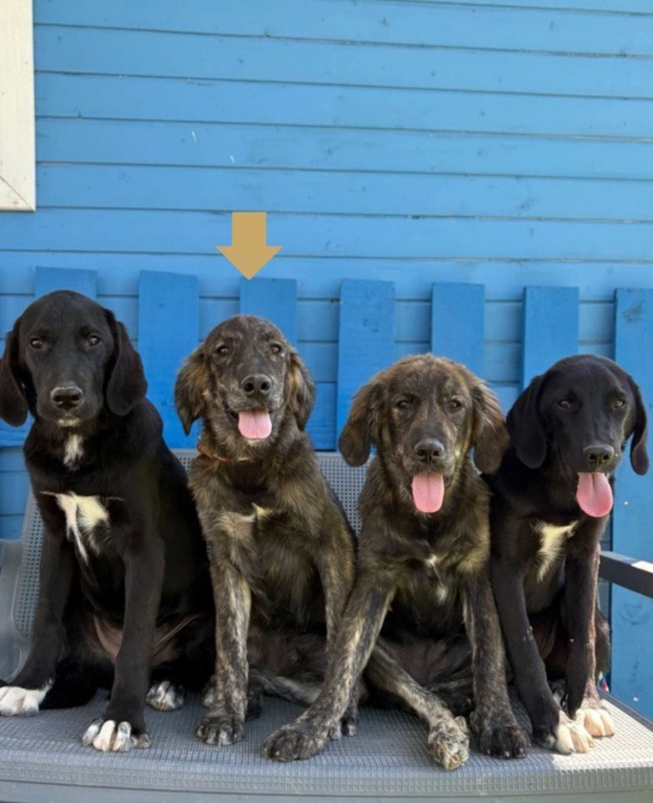 Truffle 