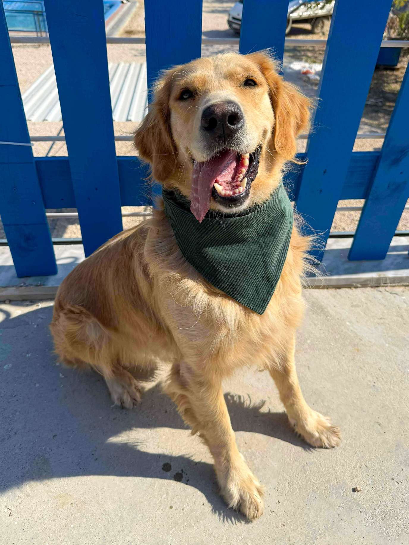 *ADOPTED* <br> Jonah 