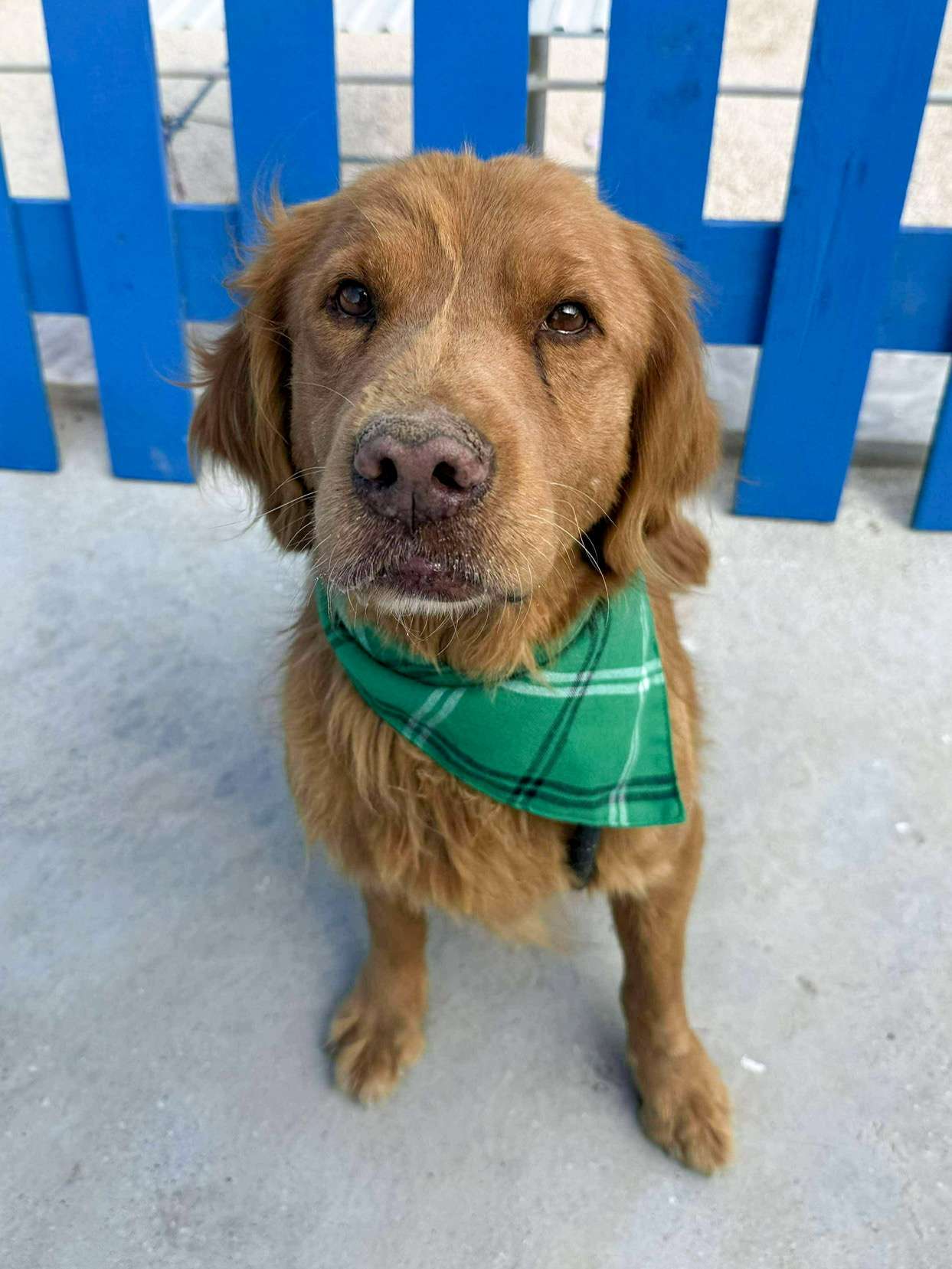 *ADOPTED* <br> August 
