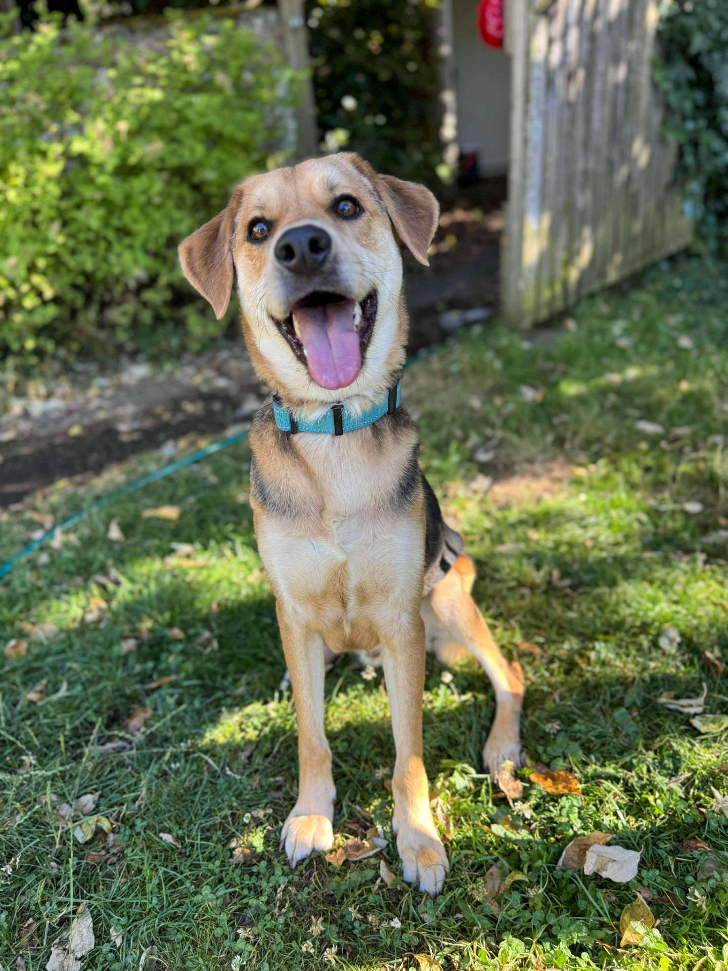 *ADOPTED* <br> Fig  