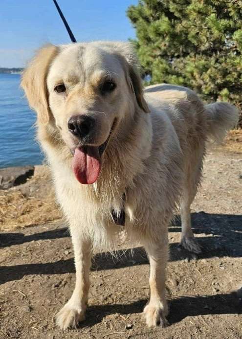 *ADOPTED* <br> Stormy  