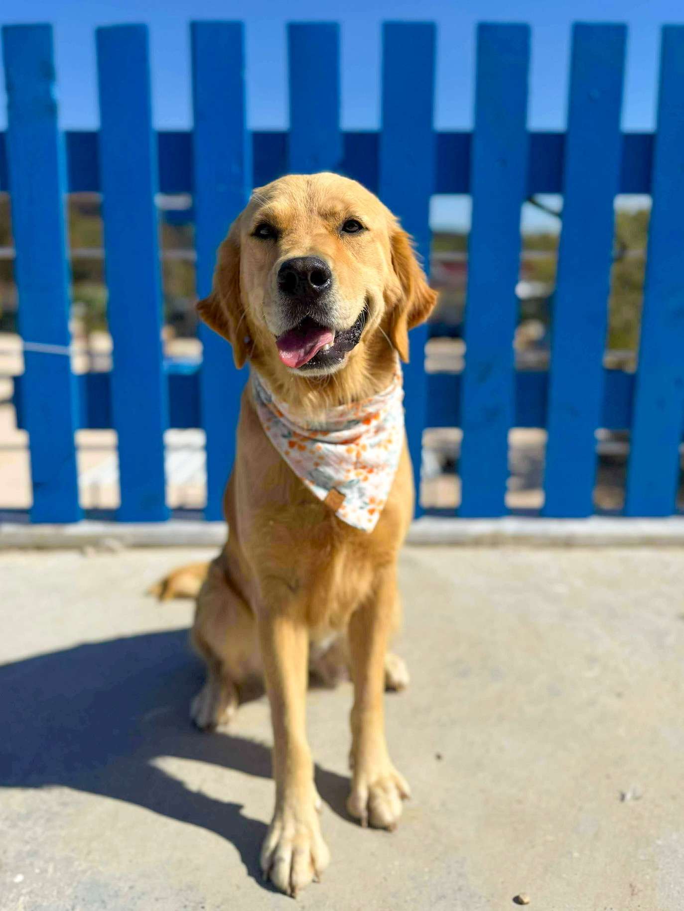 *ADOPTED* <br> Alya 