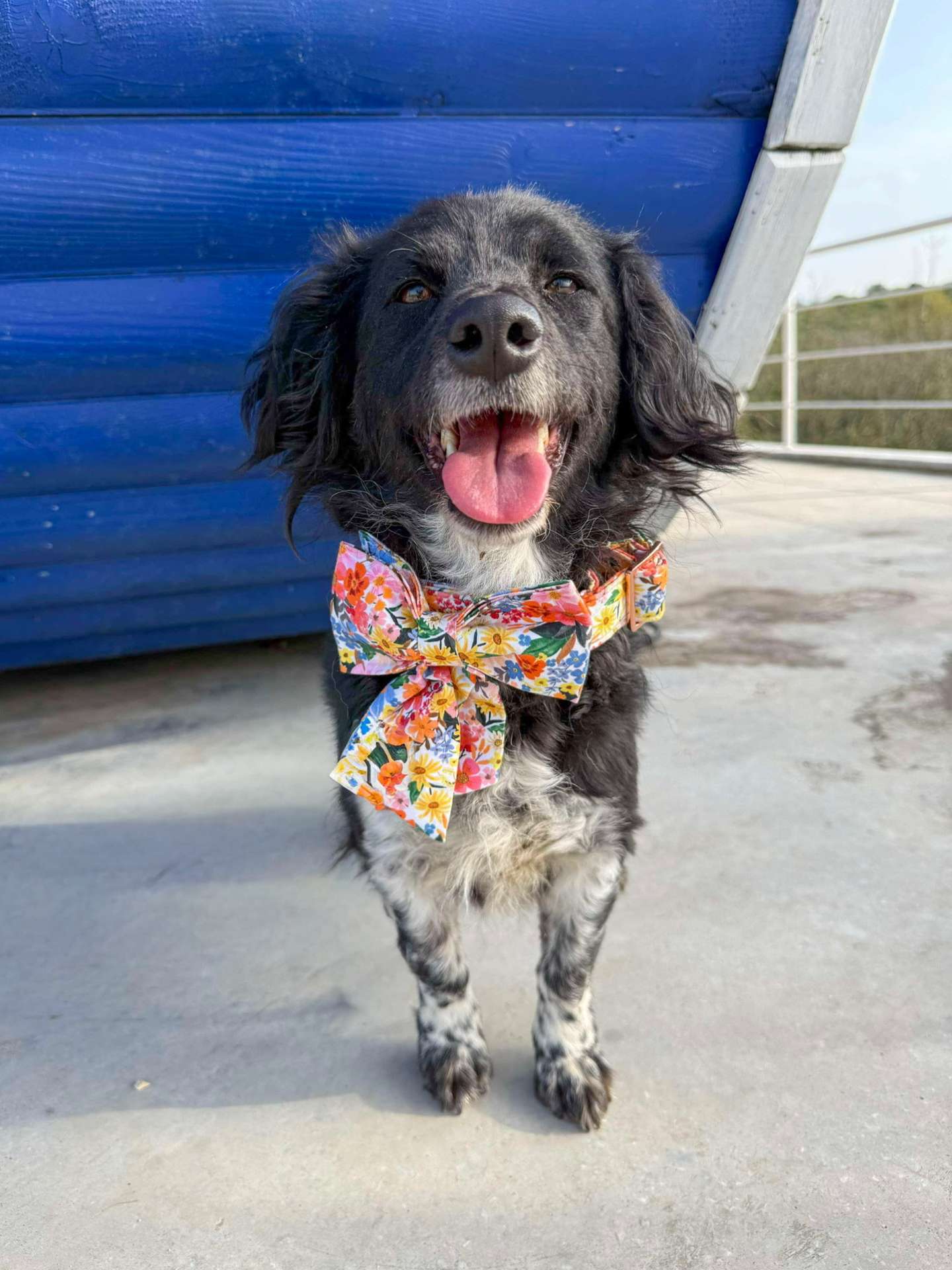 *ADOPTED* <br> Lilly 