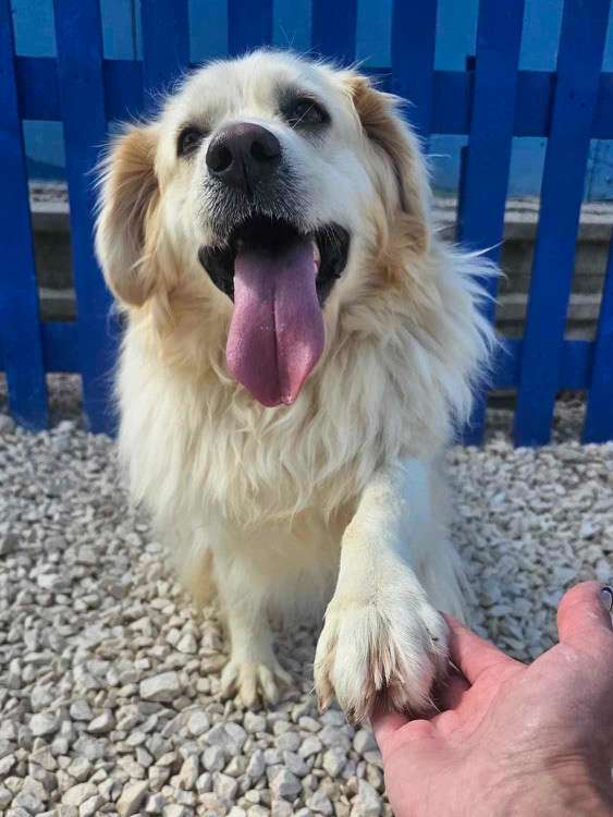 *ADOPTED* <br> Sundae