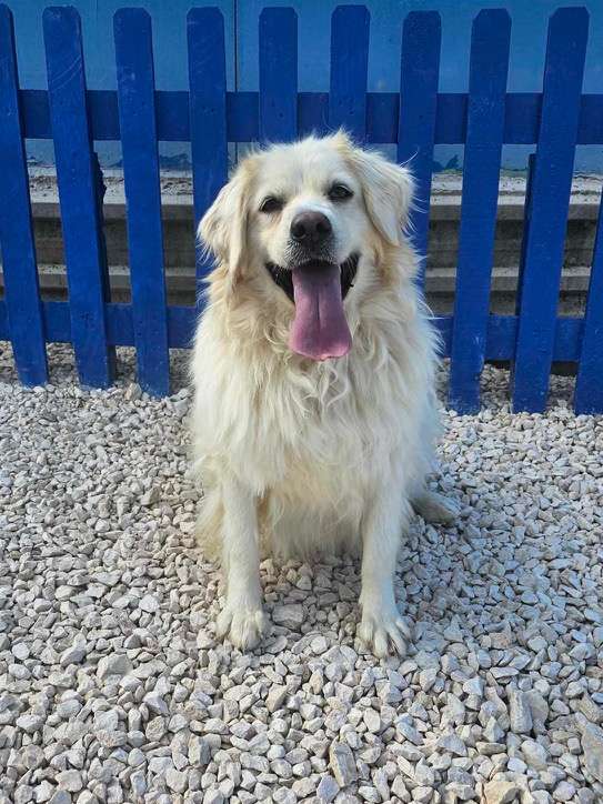 *ADOPTED* <br> Sundae