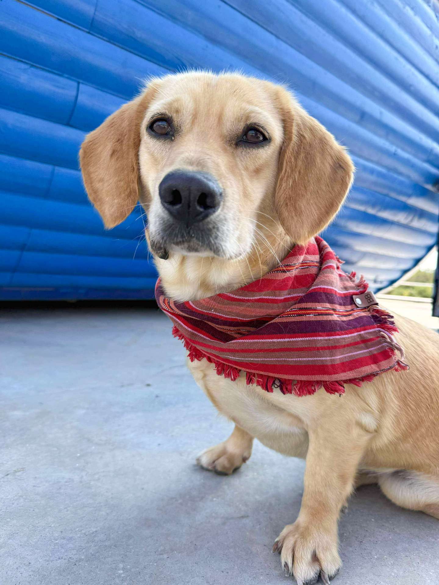 *ADOPTED* <br>Tater