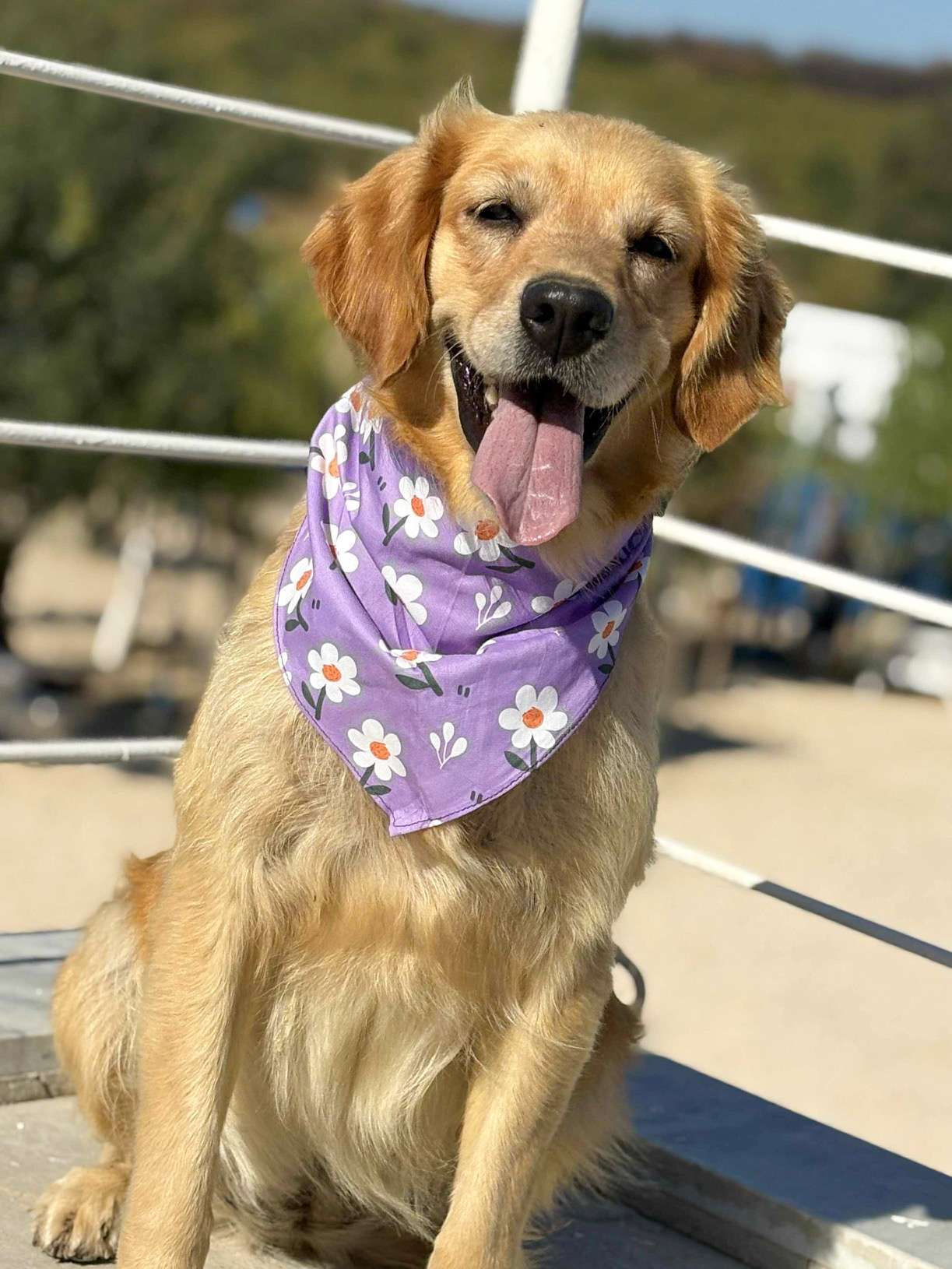 Lyla 