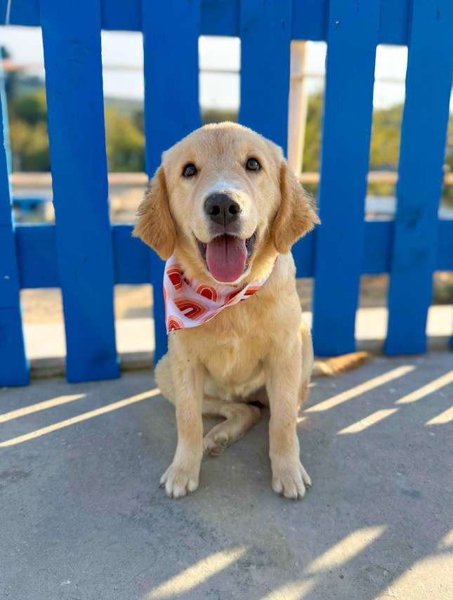 *ADOPTED* <br> Amy 