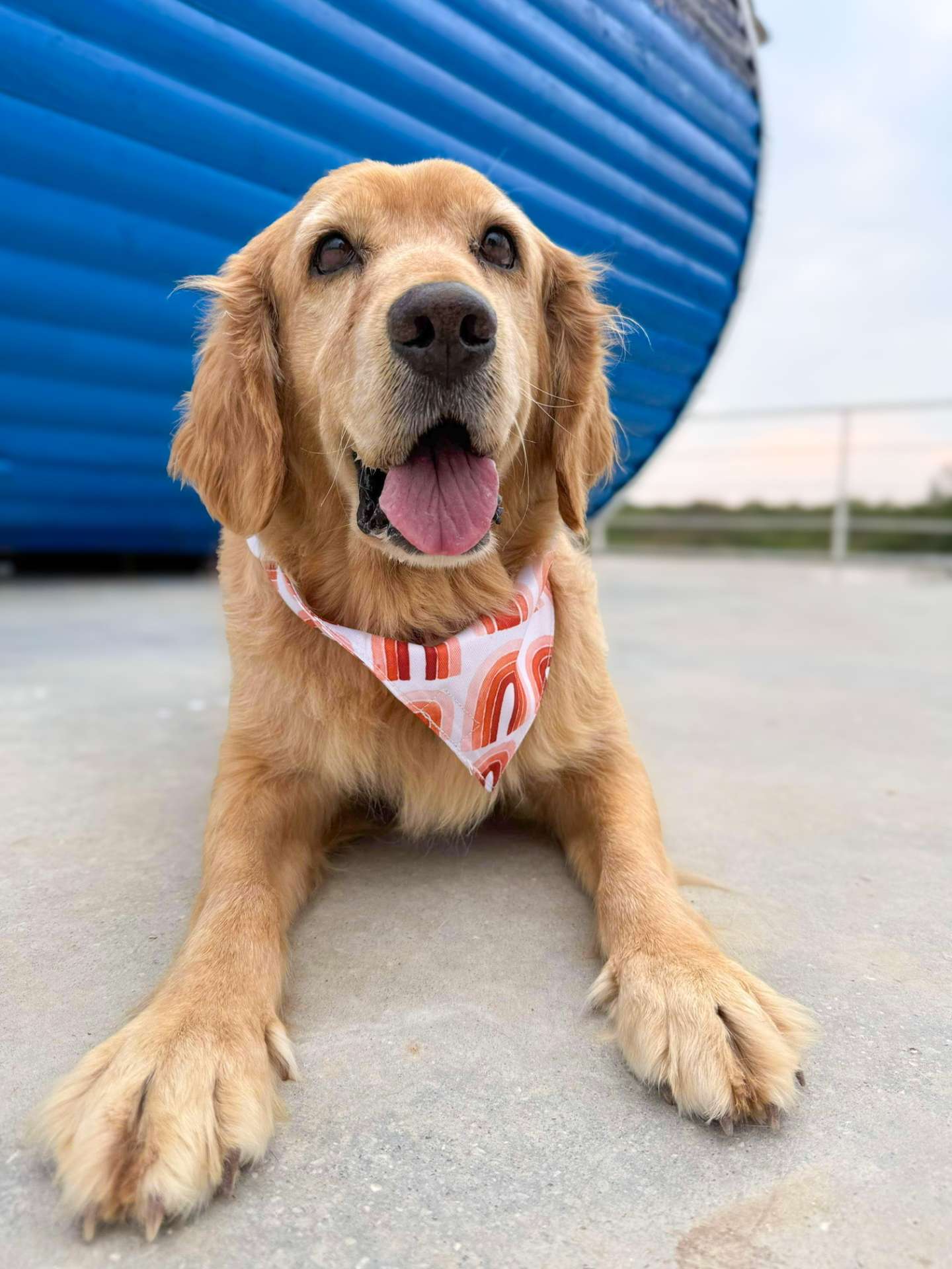 *ADOPTED* <br> Hazel  