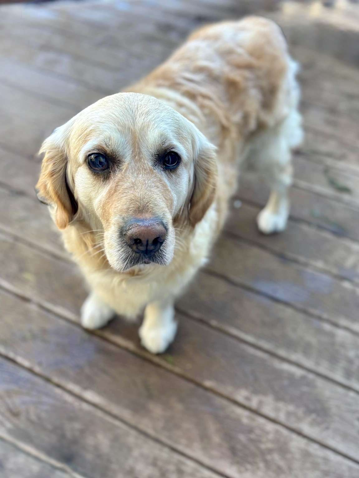 Indy  