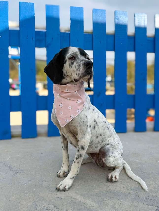 Gracie 