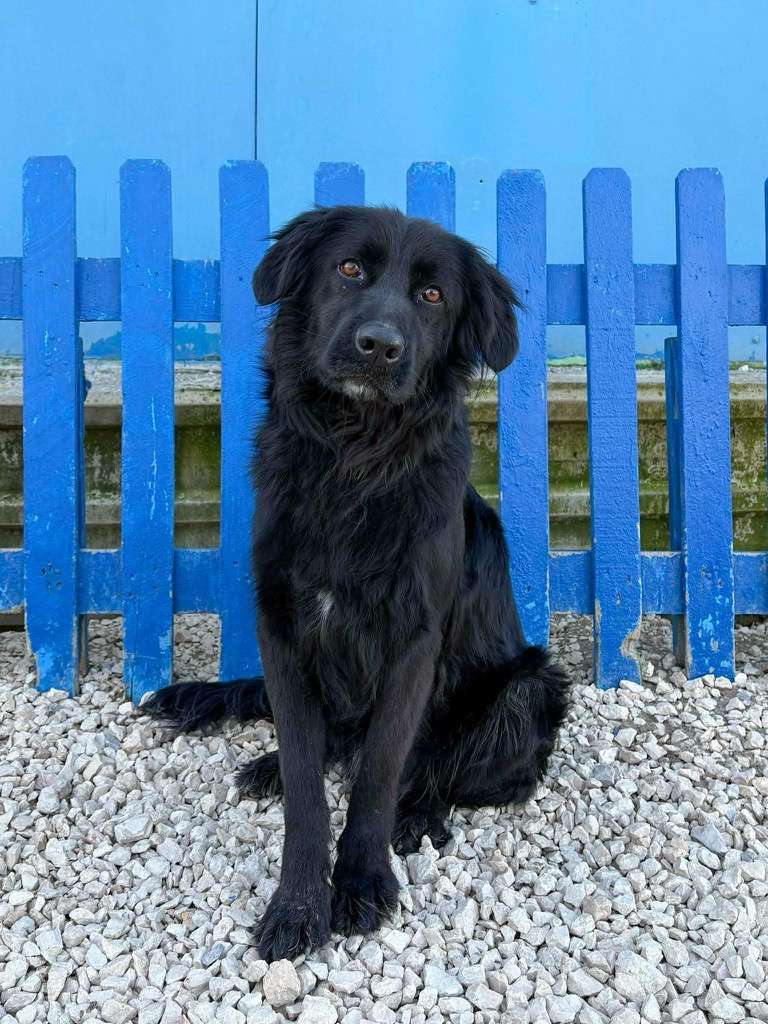 Echo 