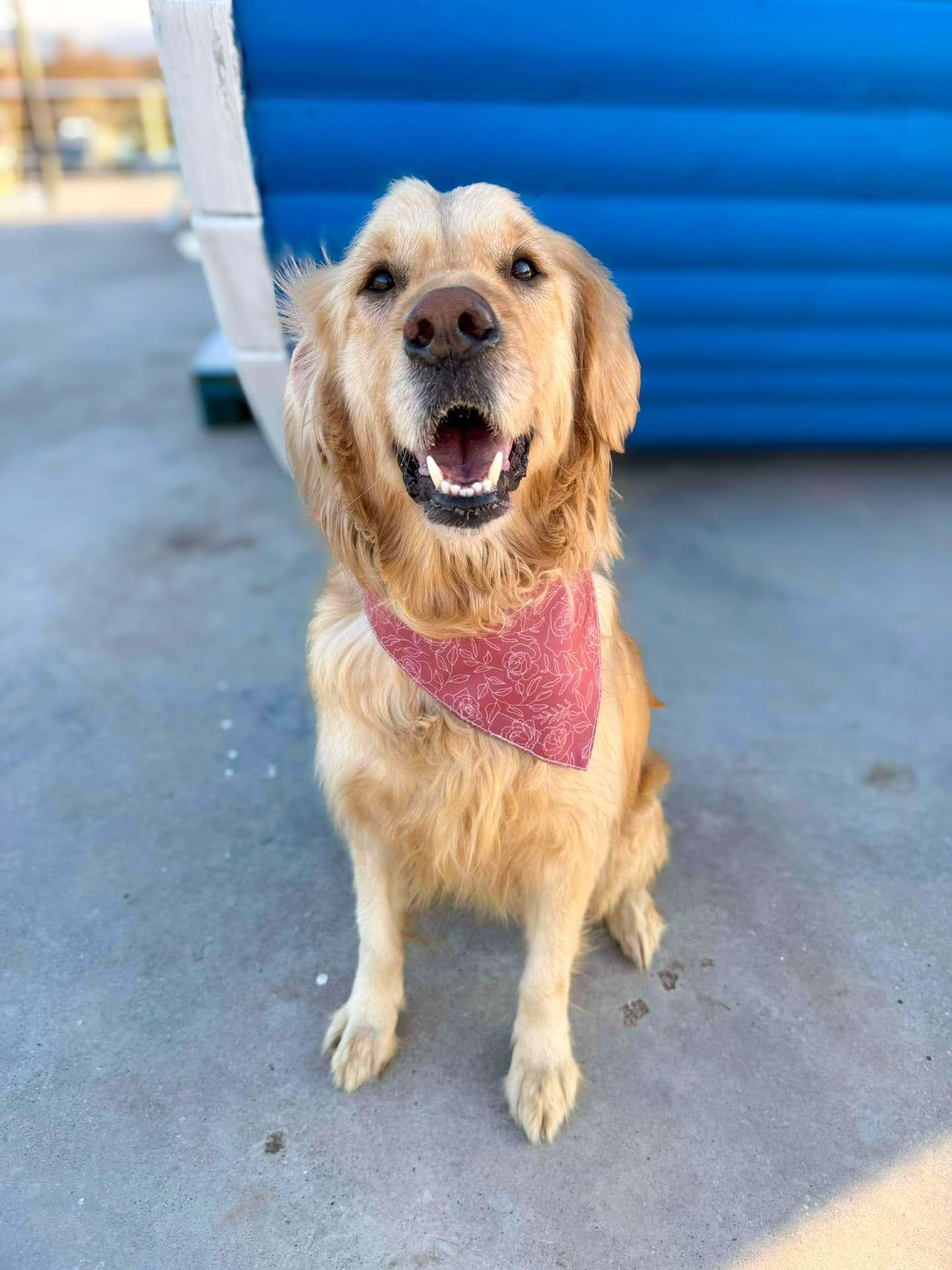 *ADOPTED* <br> Sunflower
