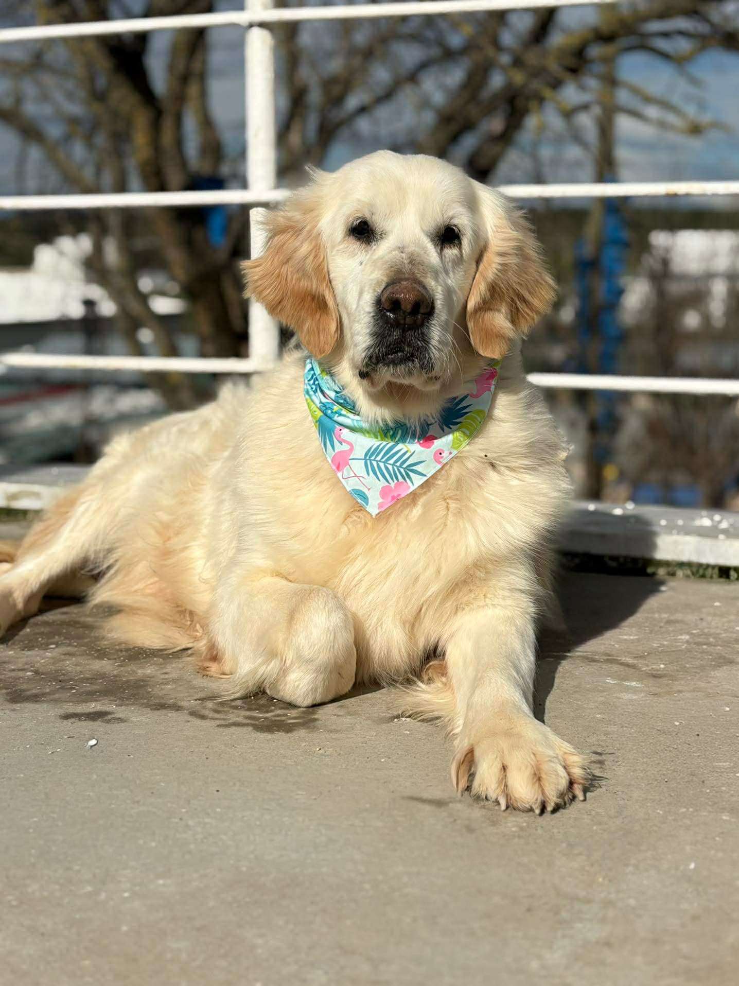 *ADOPTED* <br> Bonita 