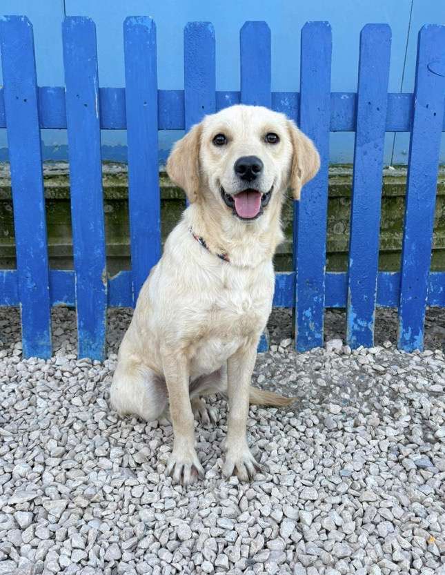 *ADOPTED* <br> Turta 