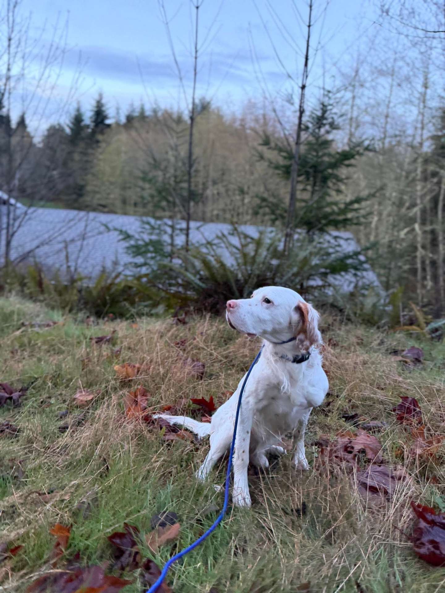*ADOPTED* <br> Birch  