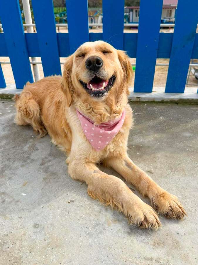 *ADOPTED* <br> Dakota   