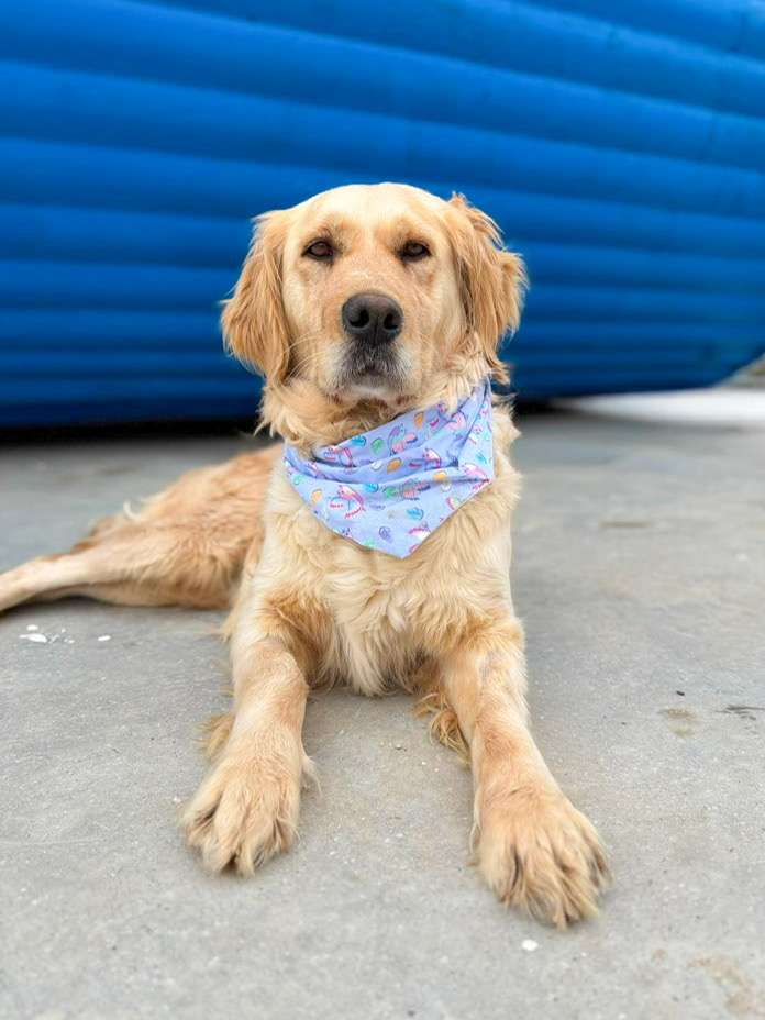 *ADOPTED* <br> Dakota   