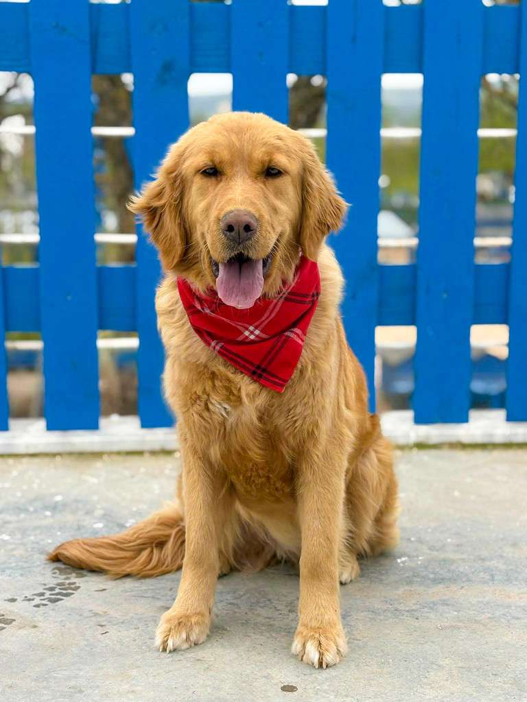 *ADOPTED* <br> Reese  