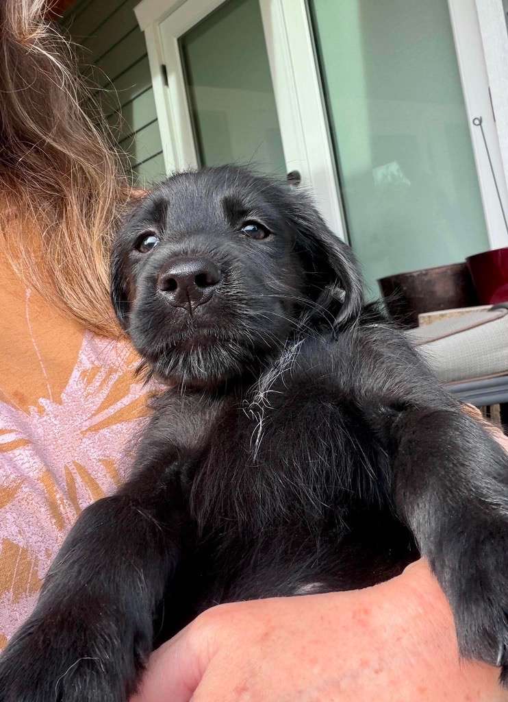 *ADOPTED* <br> Starburst 