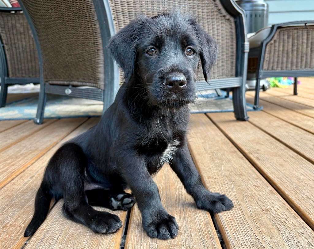 *ADOPTED* <br> Starburst 