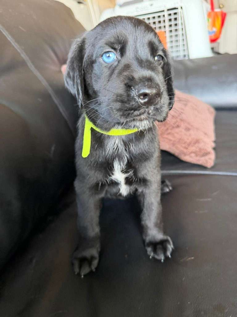 *ADOPTED* <br> Ghirardelli 