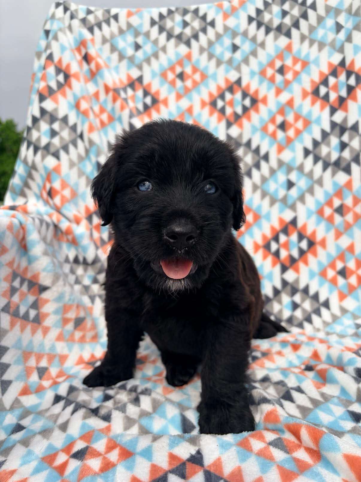 *ADOPTED* <br> Godiva 